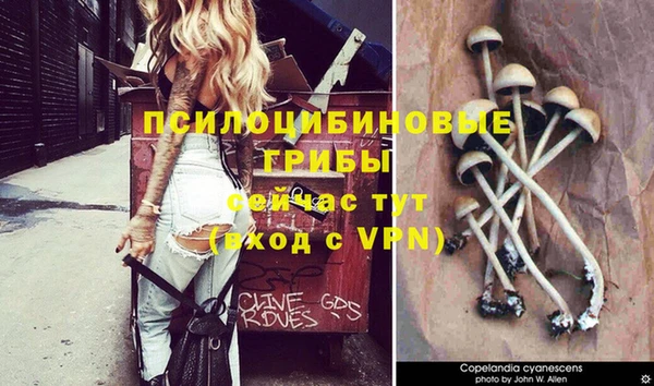стафф Зерноград