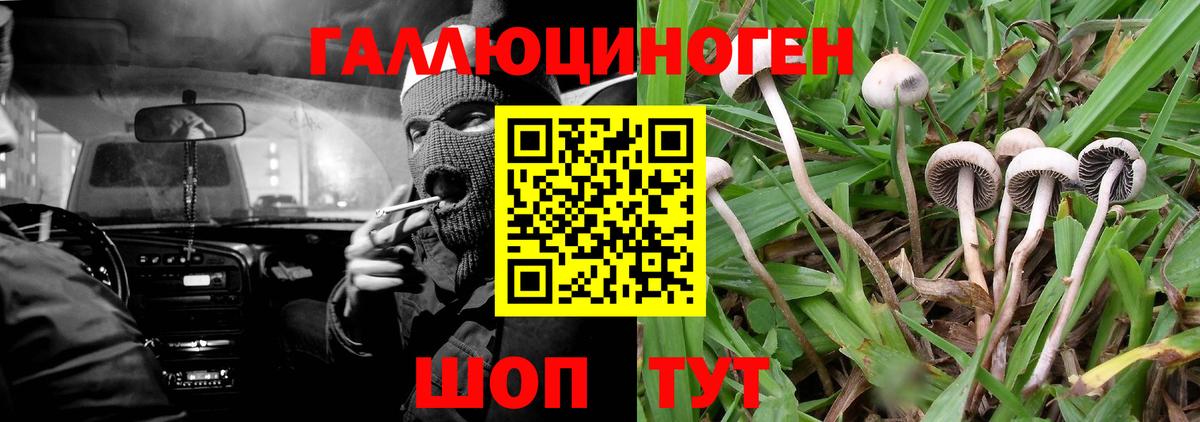 Галлюциногенные грибы Psilocybine cubensis Мелеуз